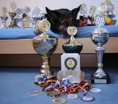 Sarah - DSH+Labi Mix aus USA