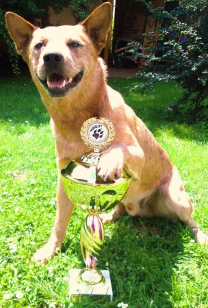 Jumpin Joker´s Guilian - Australian Cattle Dog