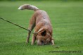 /album/cz-acd-agilitymeisterschaft/img-2427-jpg/