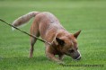 /album/cz-acd-agilitymeisterschaft/img-2428-jpg/