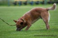 /album/cz-acd-agilitymeisterschaft/img-2429-jpg/