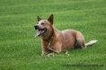 /album/cz-acd-agilitymeisterschaft/img-2468-jpg/